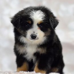 Toy Australian Shepherd Puppies from Double M Toy and Mini Aussies