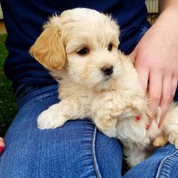 California Havanese breeder of Havanese, Bichon Frise