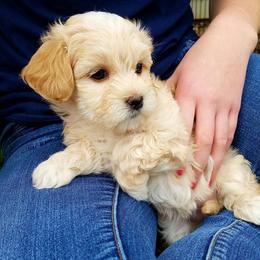 California Havanese breeder of Havanese, Bichon Frise