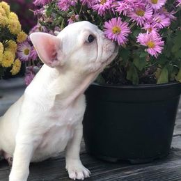 French Bulldog Puppies from Creme De La Creme Frenchies