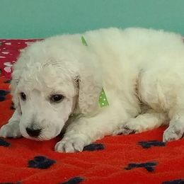 Standard Poodle Puppies from DancingCloud Kennels