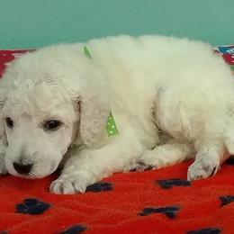 Standard Poodle Puppies from DancingCloud Kennels