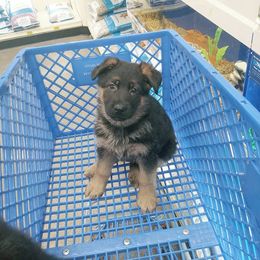 German Shepherd Puppies from Vom Musselman