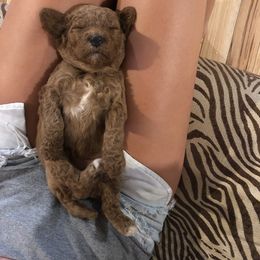 Poodle Puppies from rondiesreds