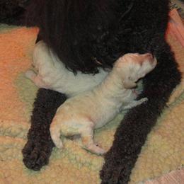 Poodle Puppies from Starfleet Poodles