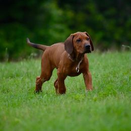Rhodesian Ridgeback and Weimaraner Puppies from PC Farms