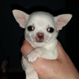 Chihuahua Puppies from True Shot Chihuahuas