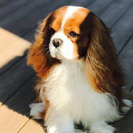 Summit Cavaliers breeder of Cavalier King Charles Spaniel