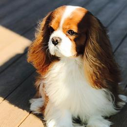 Summit Cavaliers breeder of Cavalier King Charles Spaniel