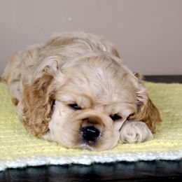 Chole's Cocker Spaniels breeder of Cocker Spaniel