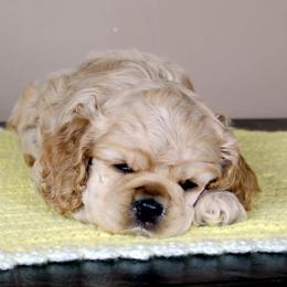 Chole's Cocker Spaniels breeder of Cocker Spaniel