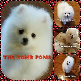 Pomeranian Puppies from The Bomb Poms