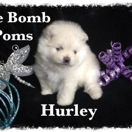 Pomeranian Puppies from The Bomb Poms