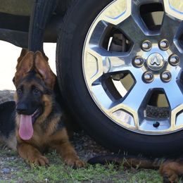 German Shepherd Puppies from Rikah-Haus German Shepherds