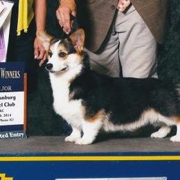 Teddy - Pembroke Welsh Corgi