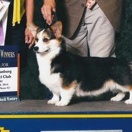 Teddy - Pembroke Welsh Corgi
