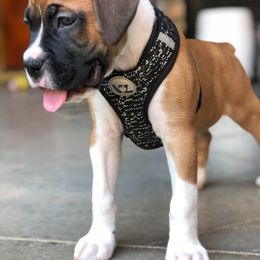 Boxer Puppies from BellRidge Boxers