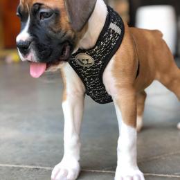 Boxer Puppies from BellRidge Boxers