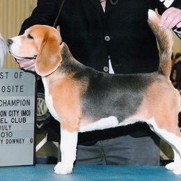 Blue Ingenue - Beagle