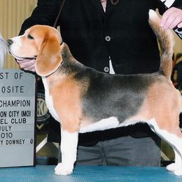 Blue Ingenue - Beagle