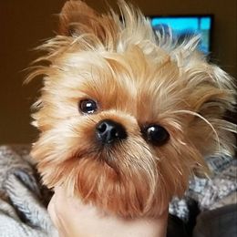 Yorkshire Terrier Puppies from Simply Couture