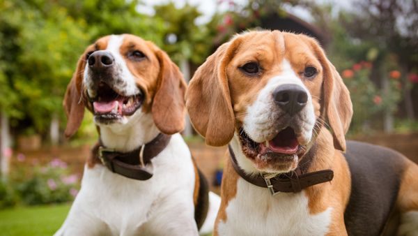 Find Beagle puppies for sale near Topeka, KS