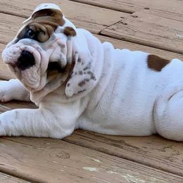 English Bulldog Puppies from Spice O’ Life Bulldogs