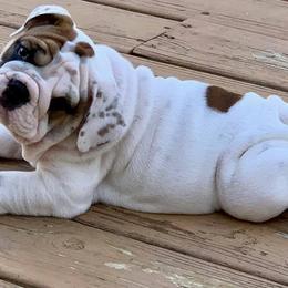 English Bulldog Puppies from Spice O’ Life Bulldogs