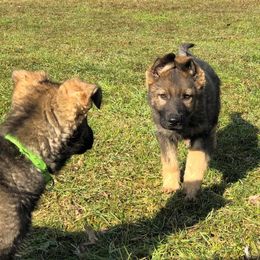 German Shepherd Puppies from Auf der Marquis German Shepherds
