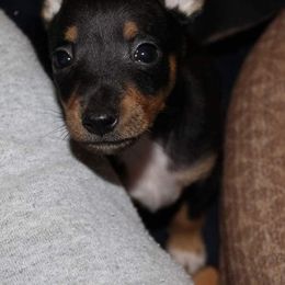 Rat Terrier Puppies from AdamsAcres Rat Terriers