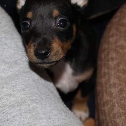Rat Terrier Puppies from AdamsAcres Rat Terriers
