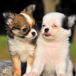 Chihuahua Puppies from Happy Little Chihuahuas