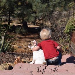 French Bulldog Puppies from Top Hat Ranch