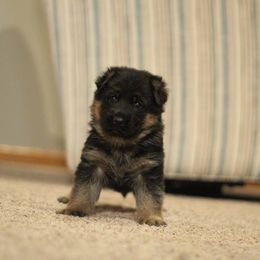 German Shepherd Puppies from Vom Musselman