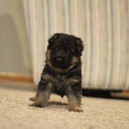 German Shepherd Puppies from Vom Musselman