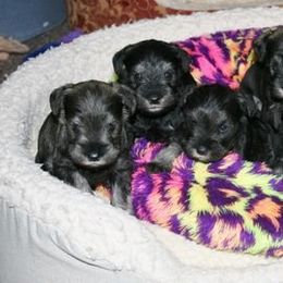 Maplecreek breeder of Havanese, Miniature Schnauzer