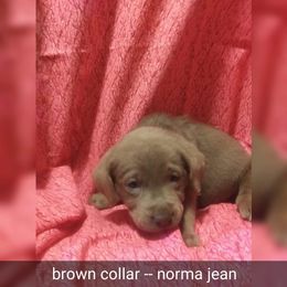Australian Cattle Dog and Labrador Retriever Puppies from Trinity C Australian Cattle Dogs and Silver Labradors