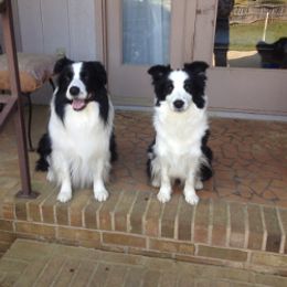 Border Collie All Grown Up from Bon-Clyde Border Collies
