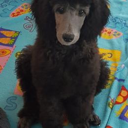 Poodle Puppies from Pink Begonia Poodles