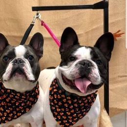 French Bulldog All Grown Up from The Bully Barn