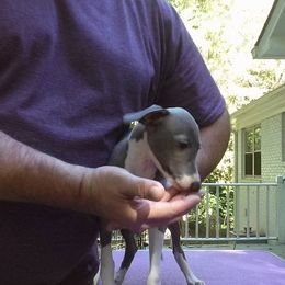 Italian Greyhound Puppies from Parris Italian Greyhounds