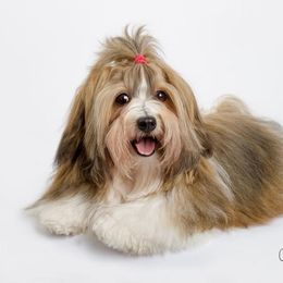 Pedra - Havanese