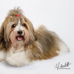 Pedra - Havanese