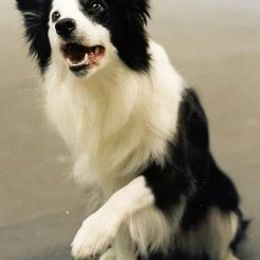 Border Collie All Grown Up from Bon-Clyde Border Collies
