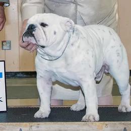 Rogue - Bulldog