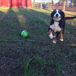  Puppies from Brooks Berner Bears
