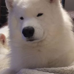  All Grown Up from El Samoyeds