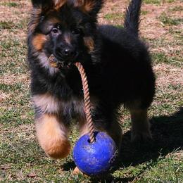 German Shepherd Puppies from Lost Creek German Shepherds LLC