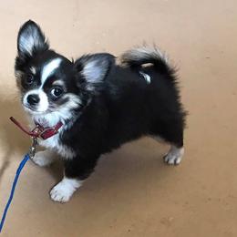 Chihuahua Puppies from Miller's Chihuahua