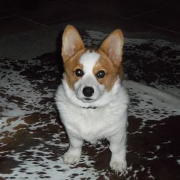 Pembroke Welsh Corgi Puppies from Nistler's Farm Corgis